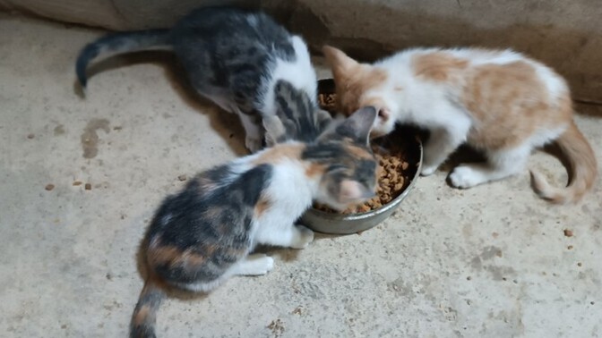 Bunların hangisini beslemek isterdin?