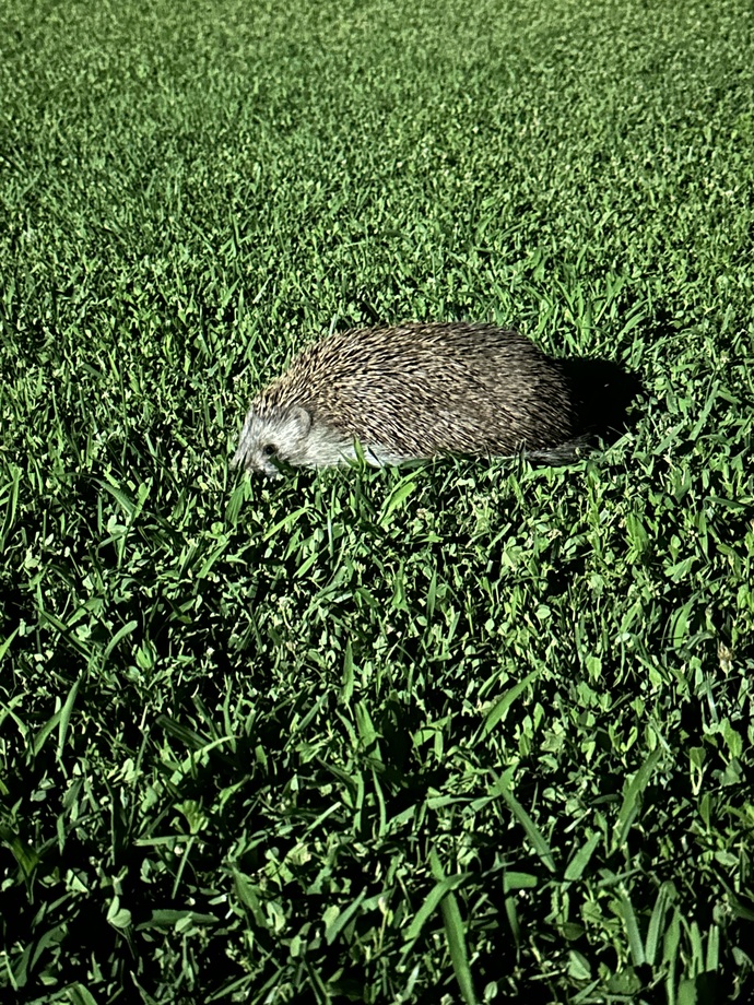 Evinizde böyle bir davetsiz misafir gelse ne yaparsınız🦔?