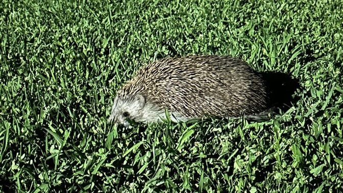 Evinizde böyle bir davetsiz misafir gelse ne yaparsınız🦔?