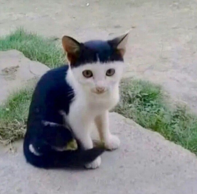Hangi pisiksu daha yakışıklı?