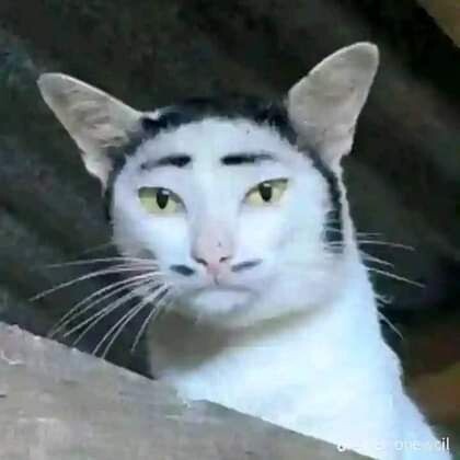 Hangi pisiksu daha yakışıklı?