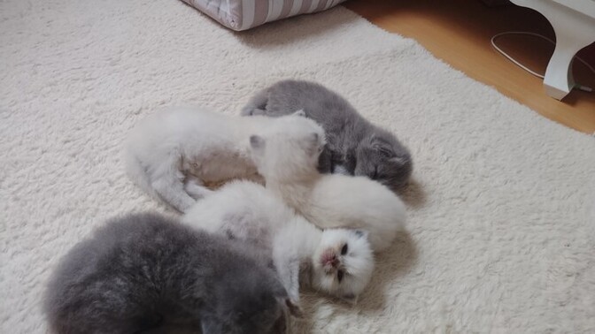 15 günlük kedilerimiz ne kadar tatlı olur, bu dönemde nelere dikkat etmeliyim?