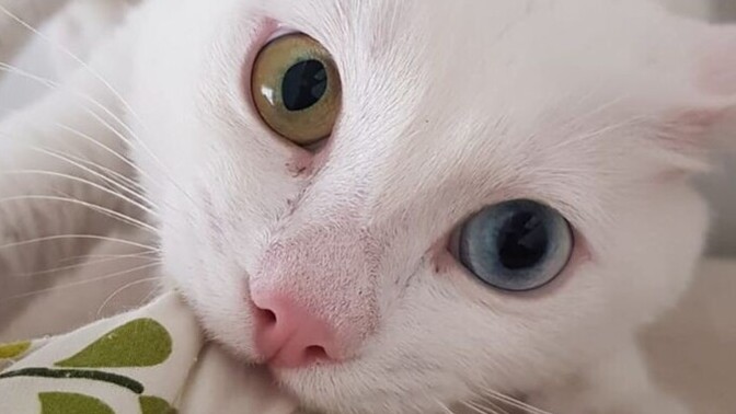 Van kedisi besleseydin adını ne koyardın?