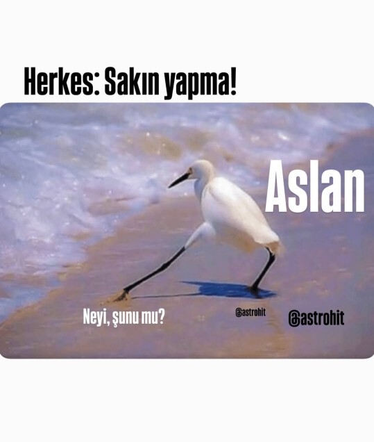 Aslan sezonu açıldı, sevgili Aslan burçları bu dönemde neler hissediyorsunuz?