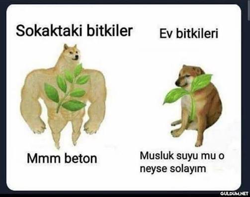 Klima suyuyla çiçek sulanır mı?
