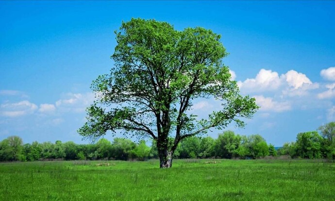 Ben Ağaçlardan korkuyorum ağaçlar insanlara s*ldırır mı?