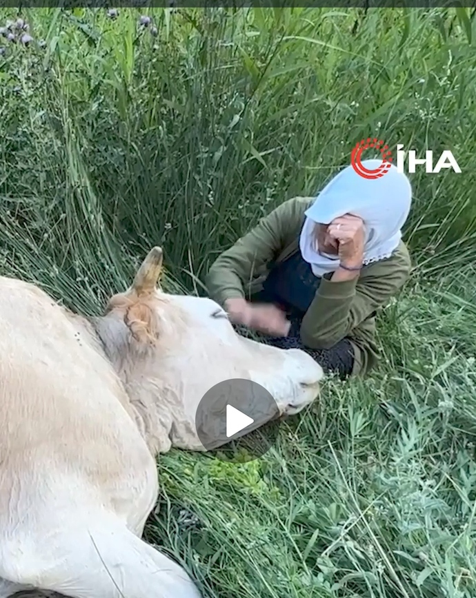Hakkari Yüksekova’da ineğini kaybeden Ayni teyze için başlatılan bu dayanışma kampanyası hakkında ne düşünüyorsunuz?