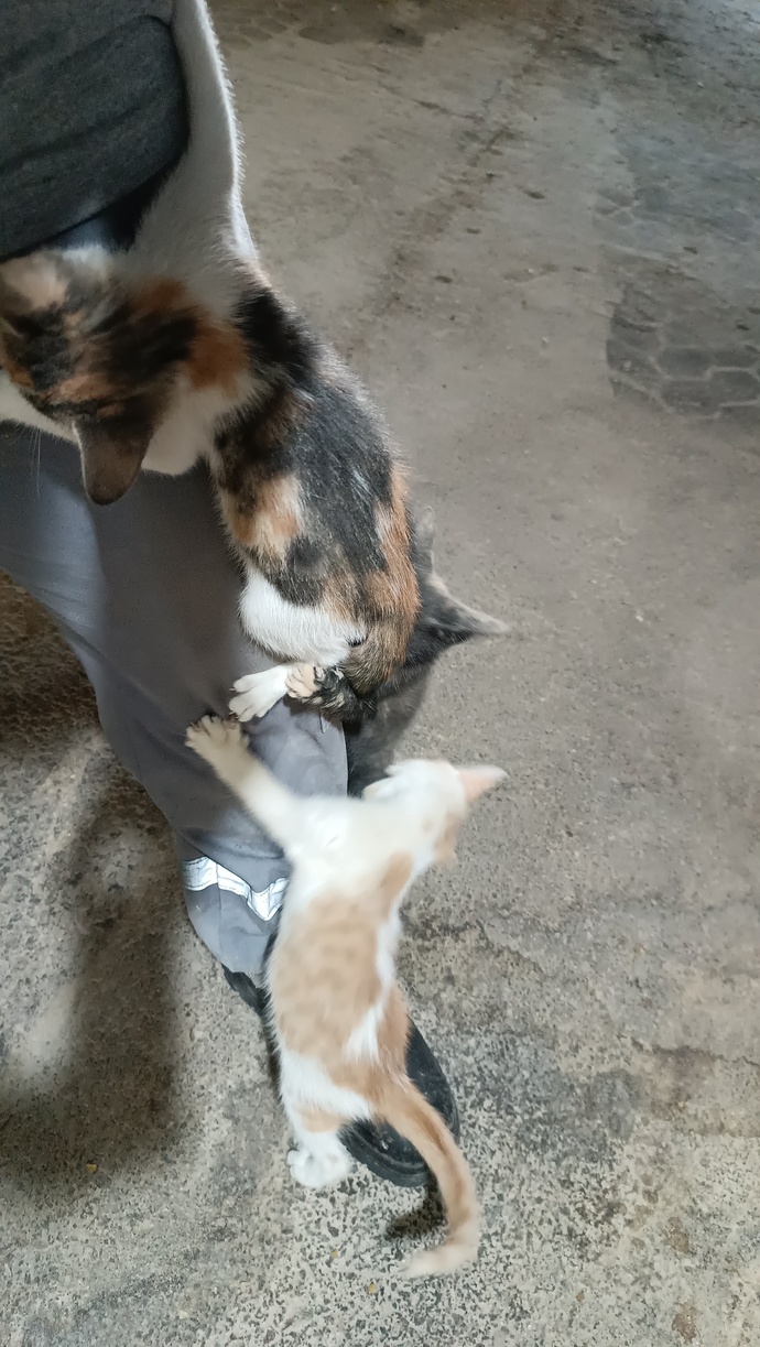 3 fotoya da bakarak bu dörtlü çeteye isim önerir misiniz?