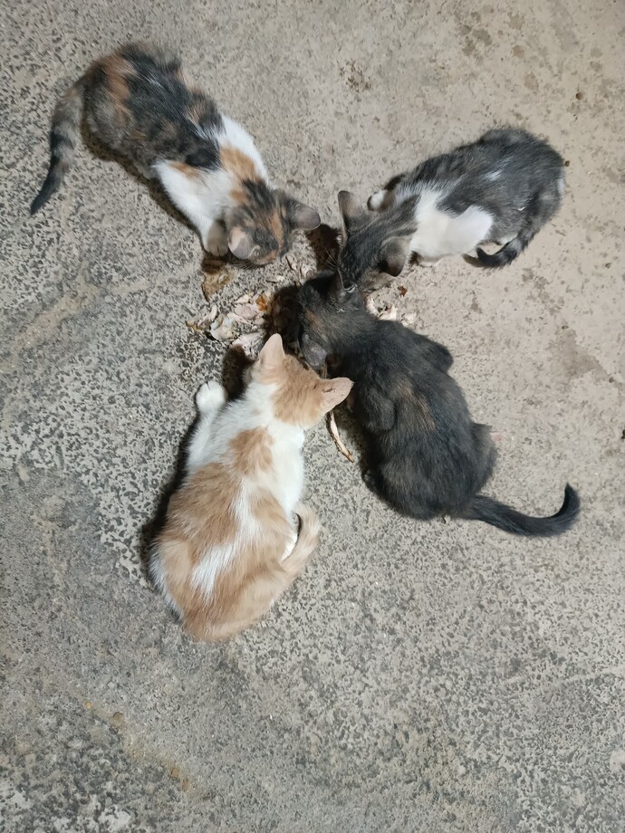 3 fotoya da bakarak bu dörtlü çeteye isim önerir misiniz?