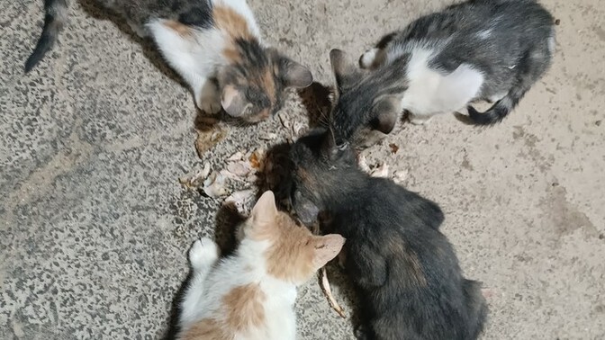 3 fotoya da bakarak bu "dörtlü çeteye" isim önerir misiniz?