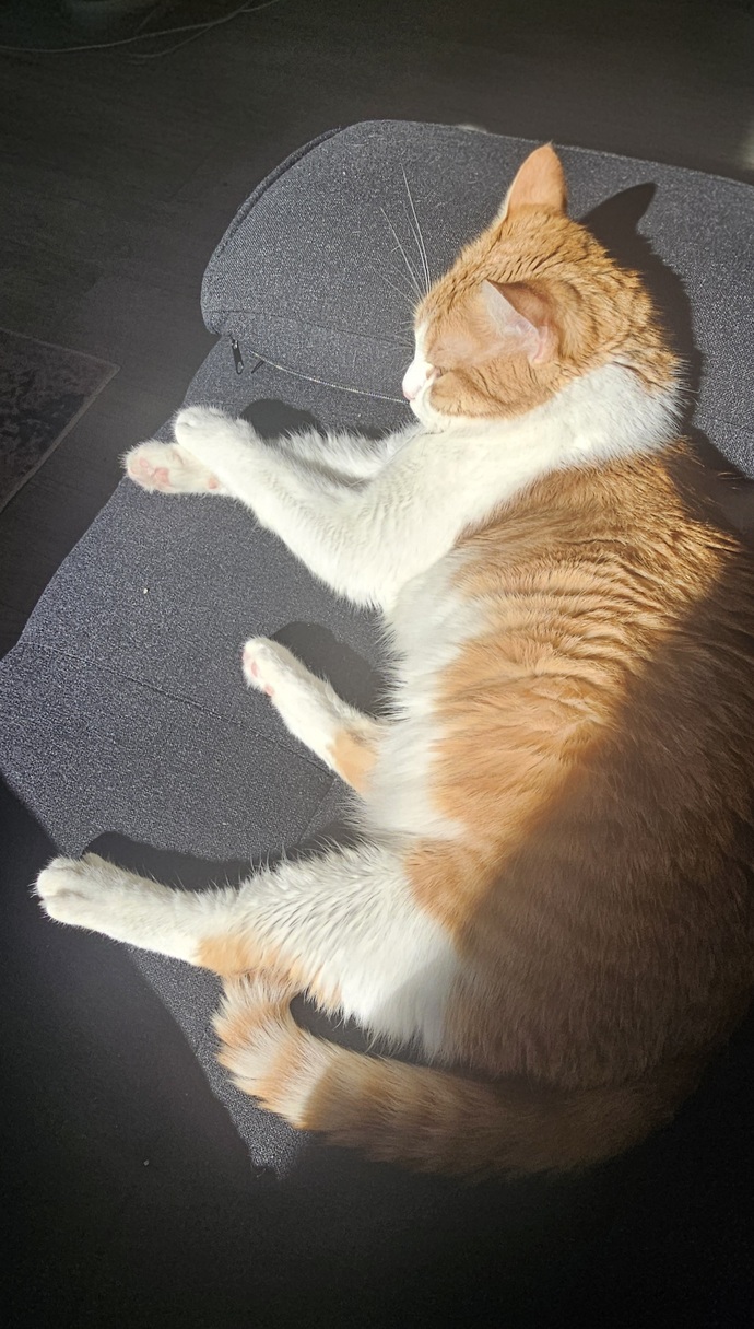 paşamın sabah sabah güneş keyfi 🌞🌞
