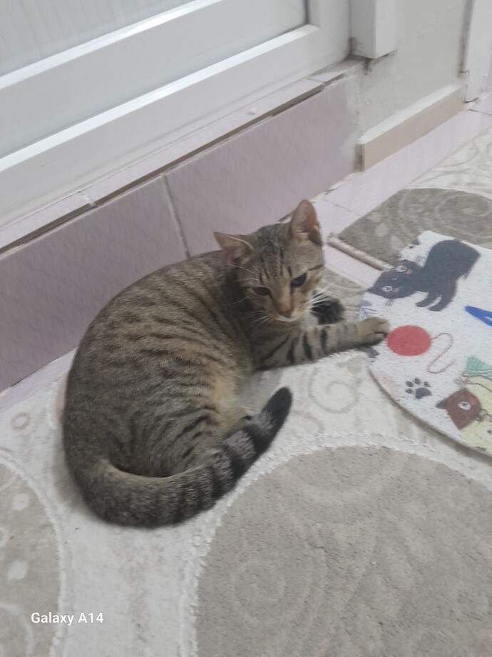 Kediye 2 haftada bir iç dış parazit ve karma aşı yaptırmak normal mi, veteriner çok sık çağırmıyor mu?