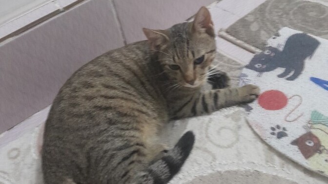 Kediye 2 haftada bir iç dış parazit ve karma aşı yaptırmak normal mi, veteriner çok sık çağırmıyor mu?