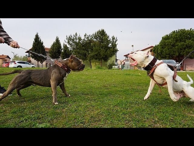Pitbull ailesi tv izleyen var mı sizce ben izliyorum aksiyin dolu bazı videoları?