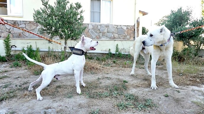 Pitbull ailesi tv izleyen var mı sizce ben izliyorum aksiyin dolu bazı videoları?