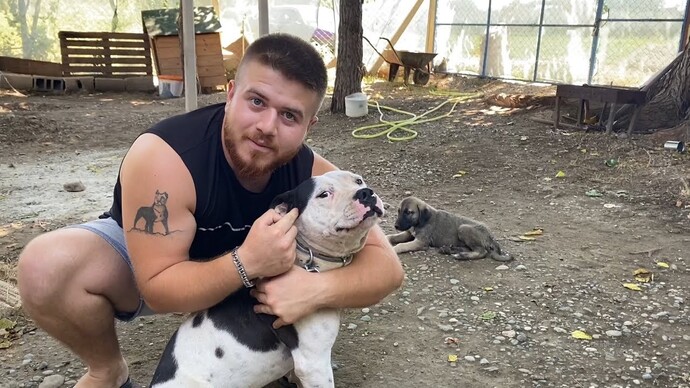 Pitbull ailesi tv izleyen var mı sizce ben izliyorum aksiyin dolu bazı videoları?