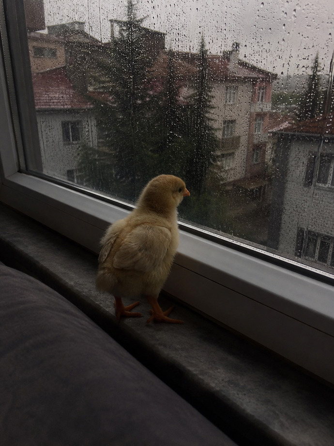 Tatil