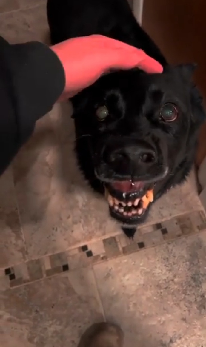 Köpeğim çok şirin değil mi? İsmi tontiş?