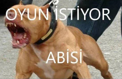 Köpeğim çok şirin değil mi? İsmi tontiş?