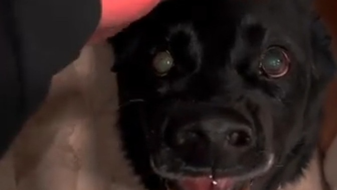 Köpeğim çok şirin değil mi? İsmi tontiş?