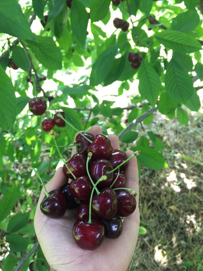 Bu yaz en çok hangi meyvayı yedin?