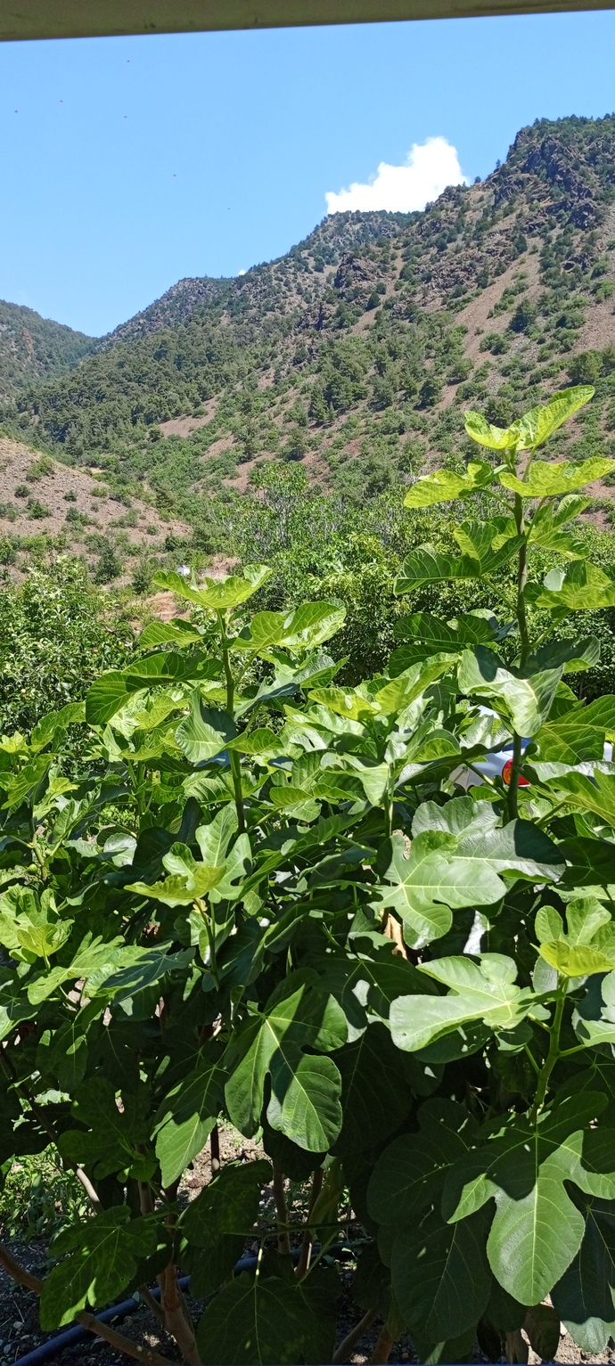 Manzara çekmeyi seviyormusunuz?