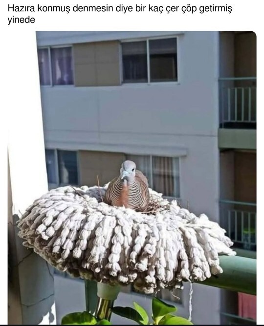 Hazıra konmayı sever misiniz?