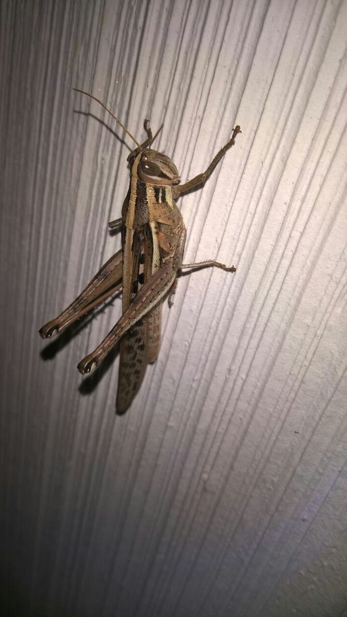 Bu ne gece gece aklım çıktı 😨?
