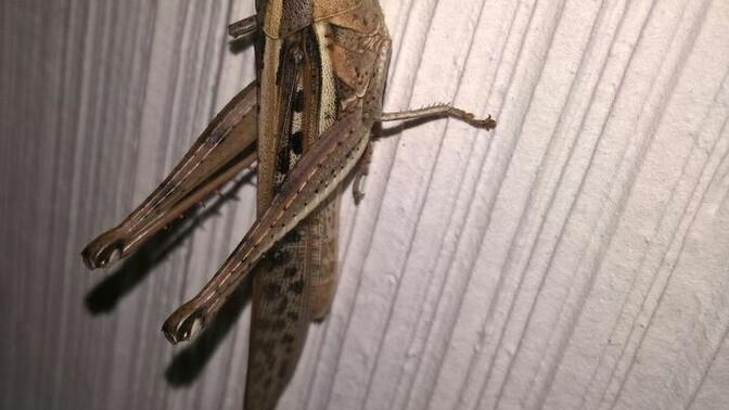 Bu ne gece gece aklım çıktı 😨?