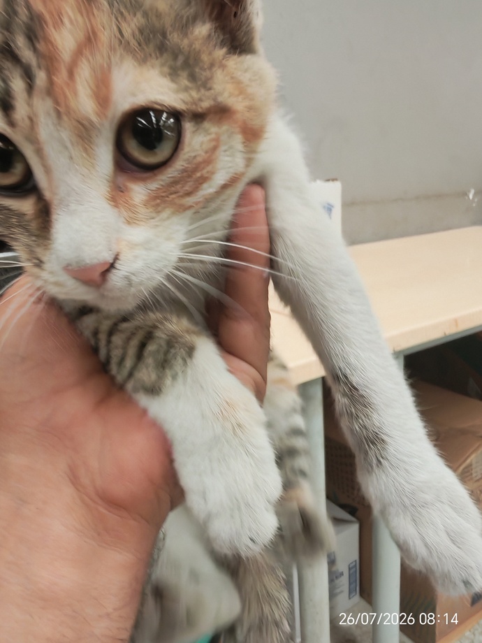 Sizce kediler dedikleri gibi nankör mü?