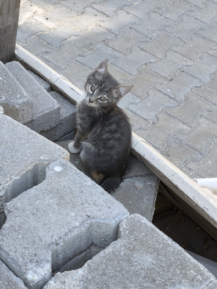 Hayvanları daha çok sevenlerden misiniz yoksa hayvanlardan korkanlardan mı?