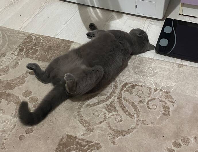 Kedi severmisiniz?