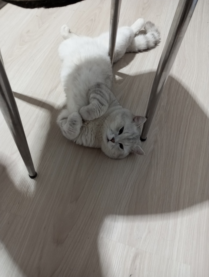 Görseldeki Sandalyenin alt kısmını'da o söktü.