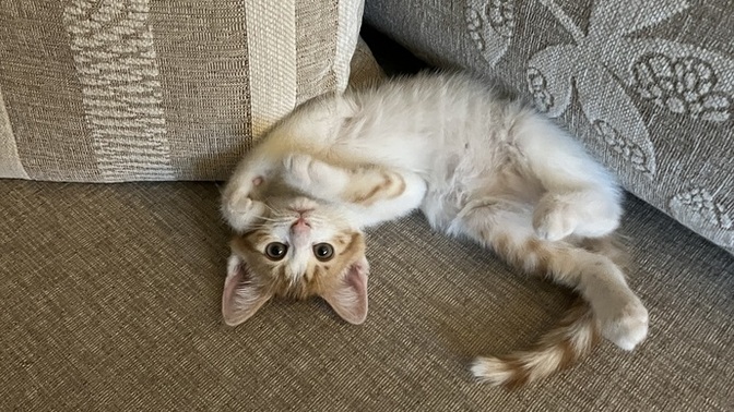 Kedim 1 hafta içinde perdeyi yırtmış, abajuru devirmiş, internetin kablosunu kemirmiş. Annem beni gebertir mi?