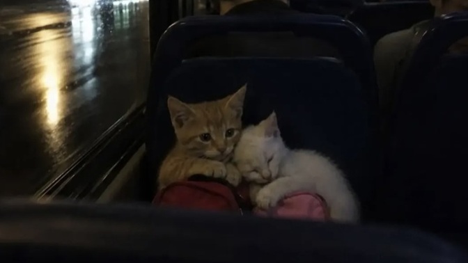Şu an bir yere seyahat etmen gerekse; nereye ve kiminle gitmek isterdin?