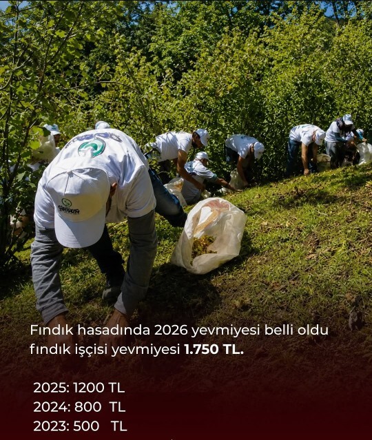 Fındık toplama deneyiminiz oldu mu, zor mu eğlenceli mi geçti?