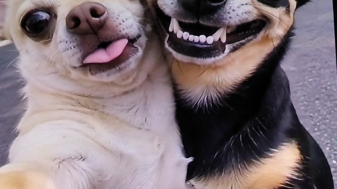 Arkadaşlar bu köpüşlerin ismi ne olsun🐶 ?