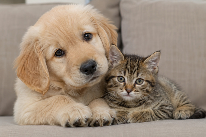 Kediler mi, köpekler mi daha şirin?