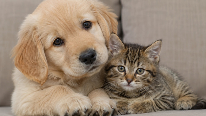 Kediler mi, köpekler mi daha şirin?