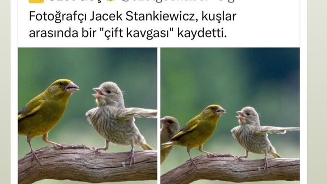 Daha once hic kavga edenleri ayirmaya calistiniz mi, araya girip dayak yediginiz oldu mu?