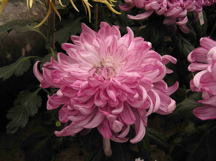 Lotus yeniden doğuşu, krizantem sadakati temsil ediyor. Peki, siz hangisisiniz✨?