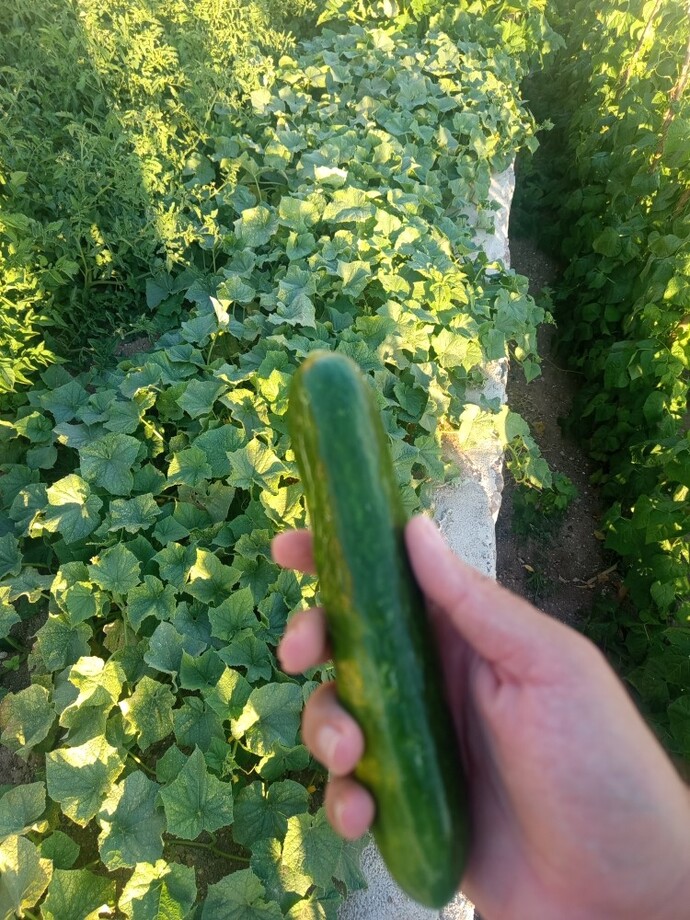 Salatalik isteyen var mı citir citir?