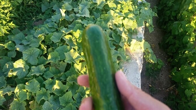 Salatalik isteyen var mı  citir citir?