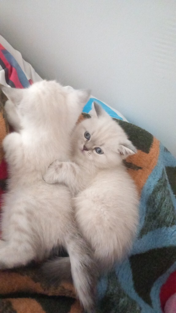 Bu kedi için hangi isim daha iyi?