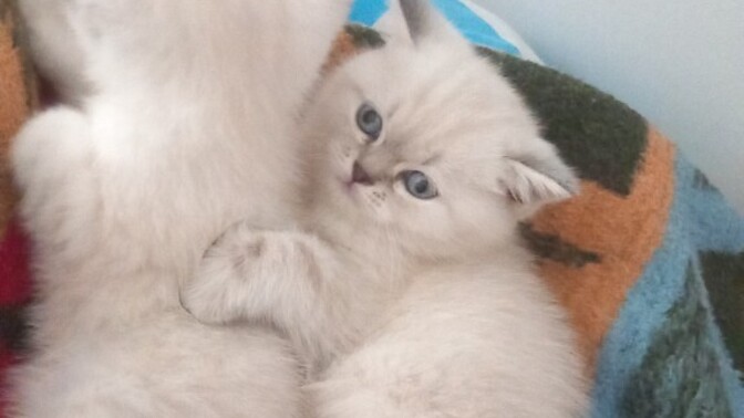 Bu kedi için hangi isim daha iyi?