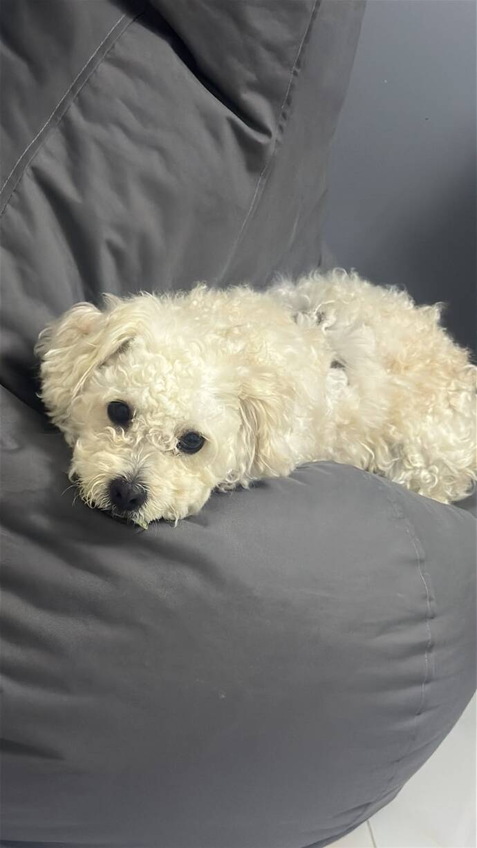 Köpeğim nasıl 🫠?