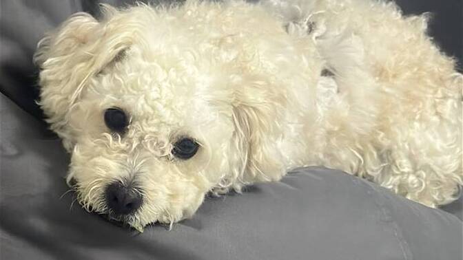 Köpeğim nasıl 🫠?