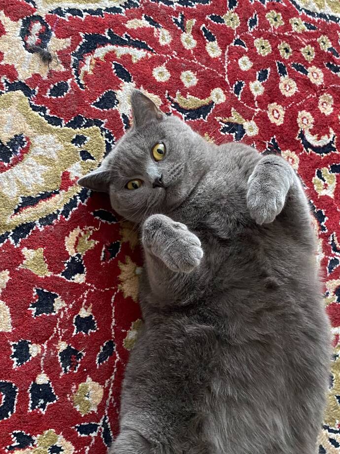 Kedimi çalıştırabileceğim bir iş yok mu?