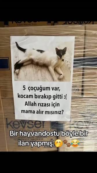 Kedimi çalıştırabileceğim bir iş yok mu?