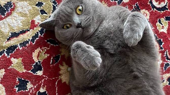 Kedimi çalıştırabileceğim bir iş yok mu?